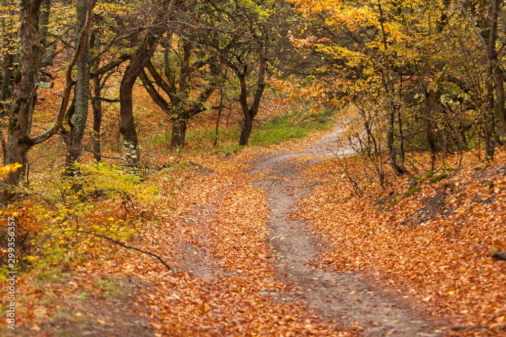 Naklejka premium Fall.