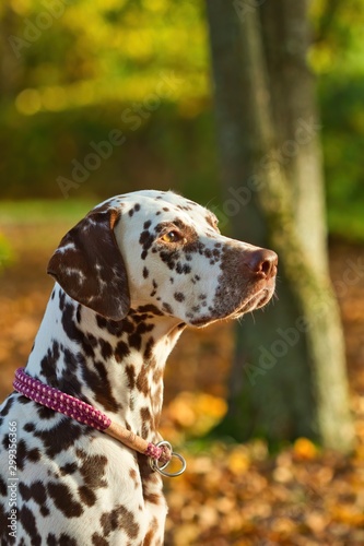 Portrait eines Dalmatiner Hundes im Herbst bei Sonnenschein Seitenansicht Rassehund © Martin