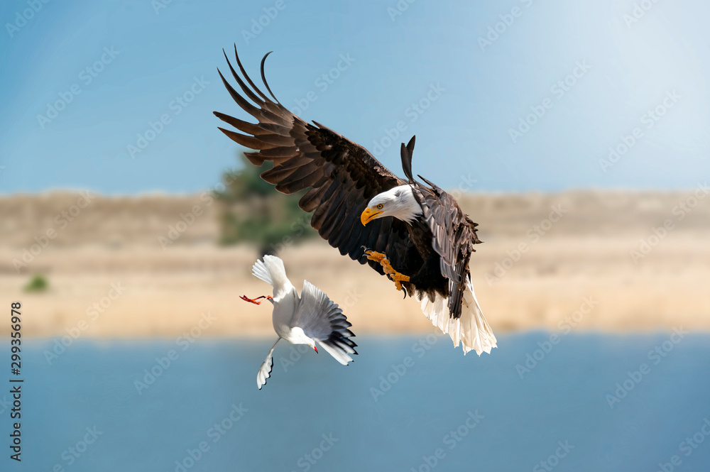 Adler jagt eine Taube. Der Adler breitet seine Schwingen aus und öffnet  seine Krallen, um die Taube zu greifen. Stock-Foto