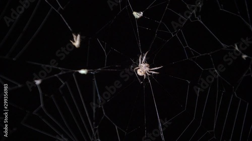Spider caught a fly entangled in a cocoon. Close up of a female spider catch prey and wrapping it with web on a dry tree branch with background. Spider spinning web. 