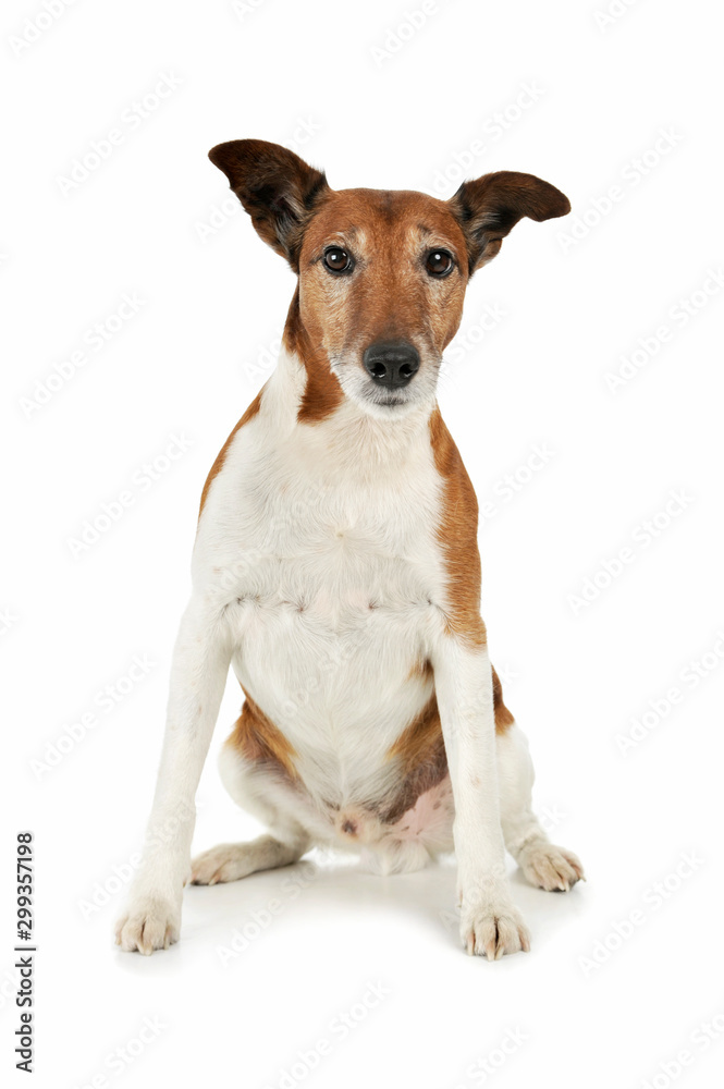 Studio shot of an adorable Jack Russell Terrier