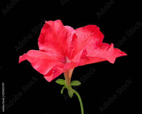 Beautiful red flower isolated on a black background
