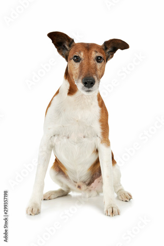 Fototapeta Naklejka Na Ścianę i Meble -  Studio shot of an adorable Jack Russell Terrier