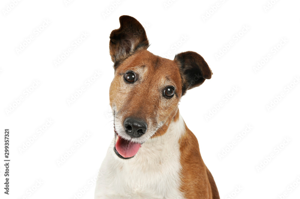 Portrait of an adorable Jack Russell Terrier Portrait of an adorable Jack Russell Terrier