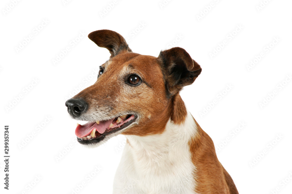 Portrait of an adorable Jack Russell Terrier Portrait of an adorable Jack Russell Terrier