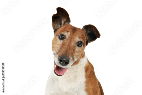 Portrait of an adorable Jack Russell Terrier © kisscsanad