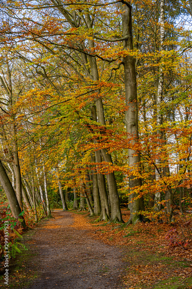Obraz premium Herbstlicher Wald in Lüneburg, Deutschland