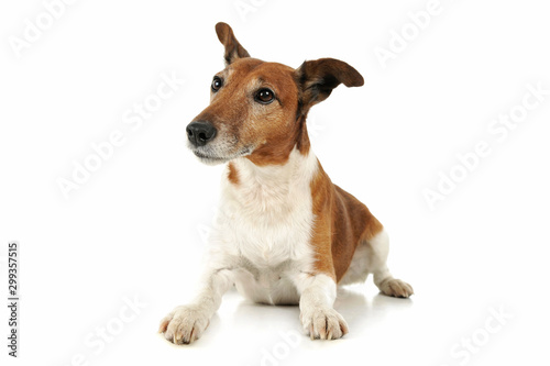 Studio shot of an adorable Jack Russell Terrier