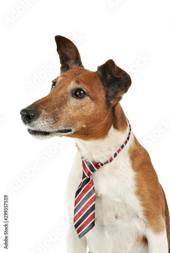 Portrait of an adorable Jack Russell Terrier © kisscsanad