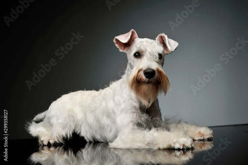 Studio shot of an adorable Schnauzer