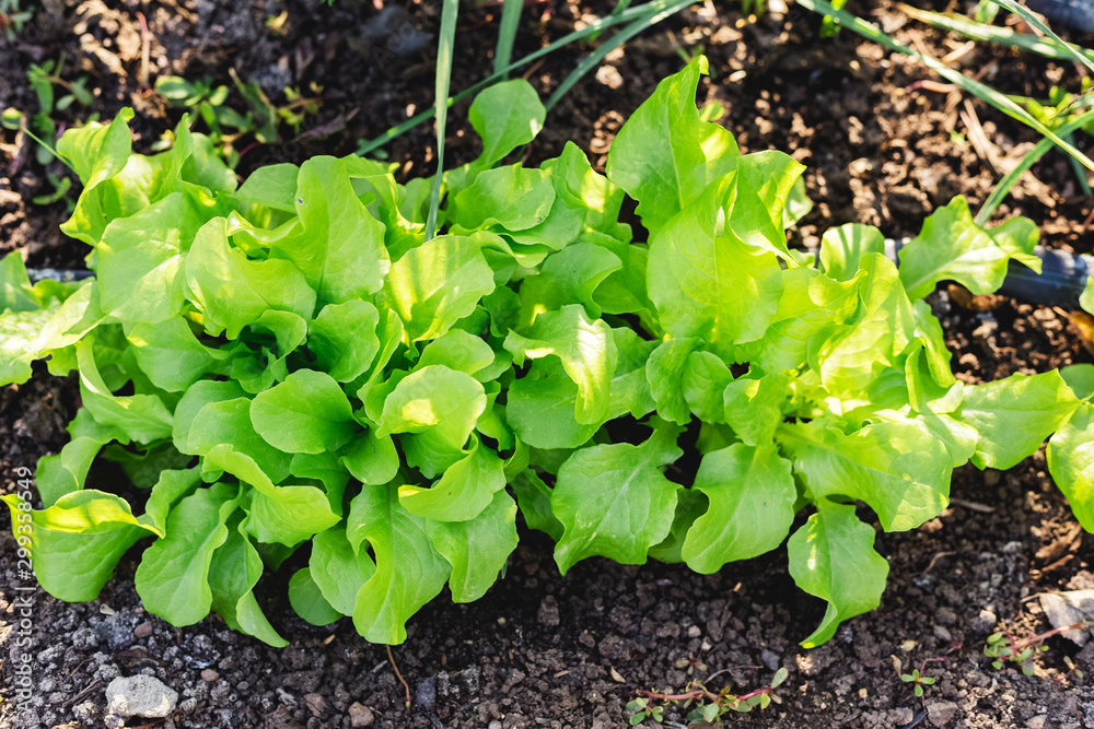 Lettuce leaves Planting in farmer's garden for food. Healthy lettuce growing in the soil. Fresh green leaf lettuce plants grows in the open ground. Batavia, cos salad leaf background. Lettuce leaves Planting in farmer's garden for food. Healthy lettuce growing in the soil. Fresh green leaf lettuce plants grows in the open ground. Batavia, cos salad leaf background.