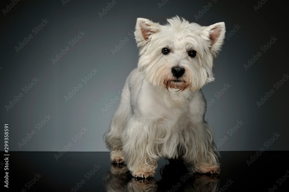 Studio shot of an adorable West Highland White Terrier Westie Studio shot of an adorable West Highland White Terrier Westie