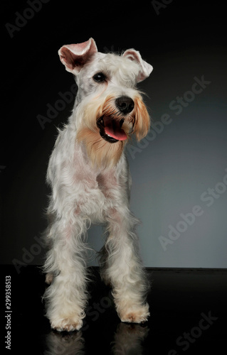 Studio shot of an adorable Schnauzer