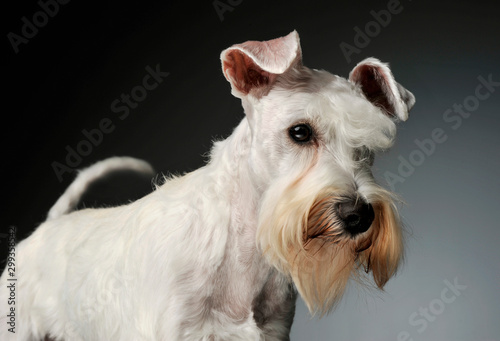 Portrait of an adorable Schnauzer