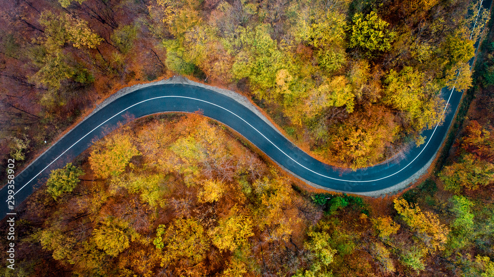 top view of empty forest road with autumn colors