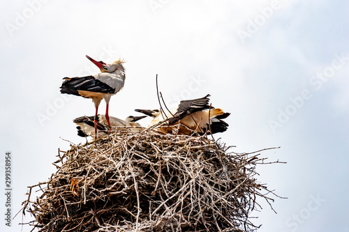 stork in nest photo