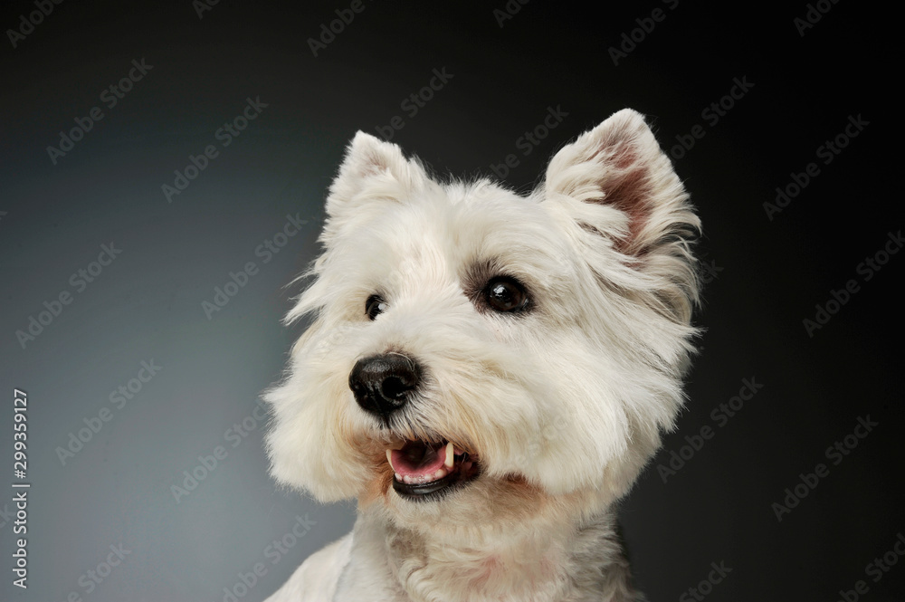 Portrait of a West Highland White Terrier Westie Portrait of a West Highland White Terrier Westie