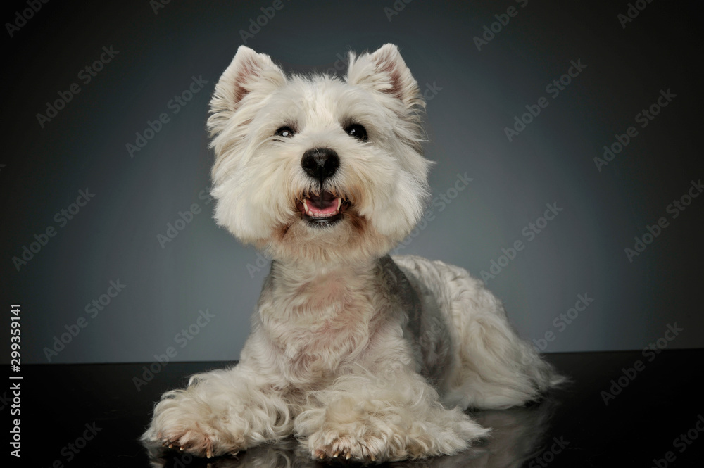 Studio shot of an adorable West Highland White Terrier Westie Studio shot of an adorable West Highland White Terrier Westie