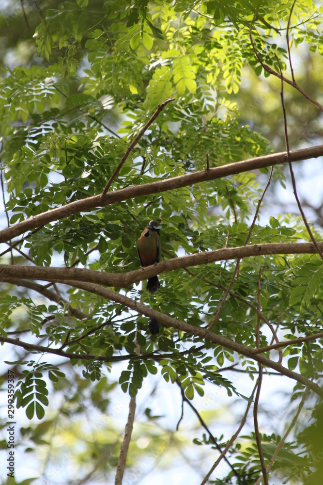 Motmot à sourcil bleus Motmot à sourcil bleus