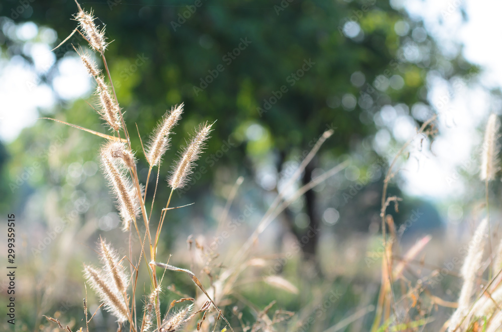 Grass flowers Grass flowers