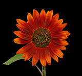 Beautiful decorative sunflower isolated on a black background