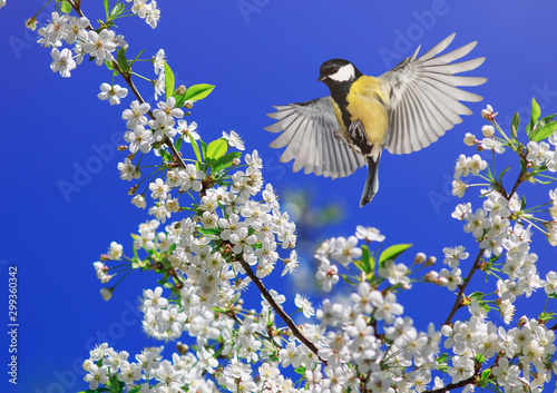 beautiful bird titl fly in in the spring garden by the branches of a cherry blossoming with white buds spreading its wings © nataba