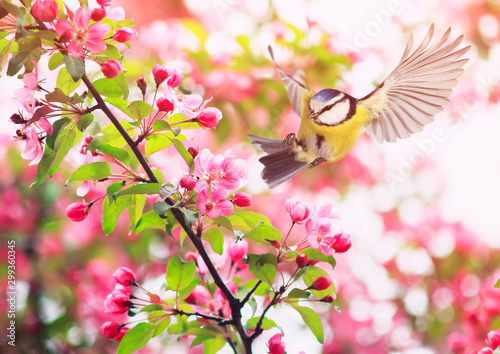 beautiful bird chickadee azure flying in in the spring garden by the branches...