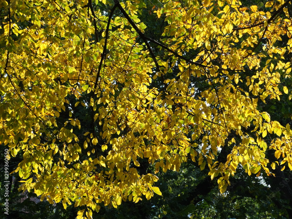 Naklejka premium Yellow leafed tree in fall in park #3