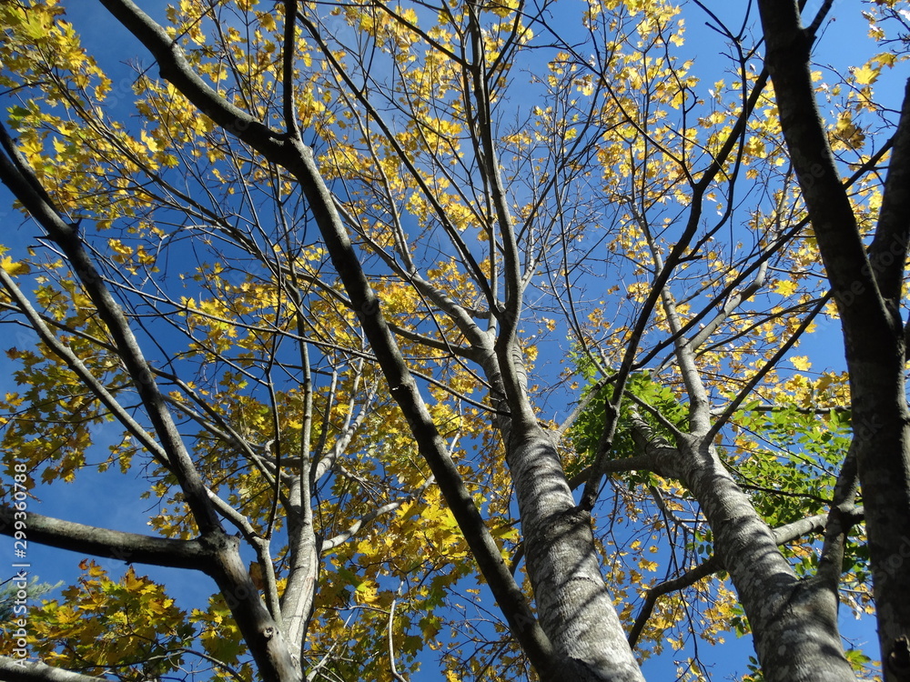 Fototapeta premium partially barren fall trees with leaves