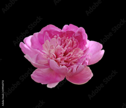 Beautiful pink peony flower isolated on a black background