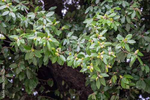 Escarpment Live Oak  Plateau Live Oak  or Plateau Oak  Quercus fusiformis  with acorns