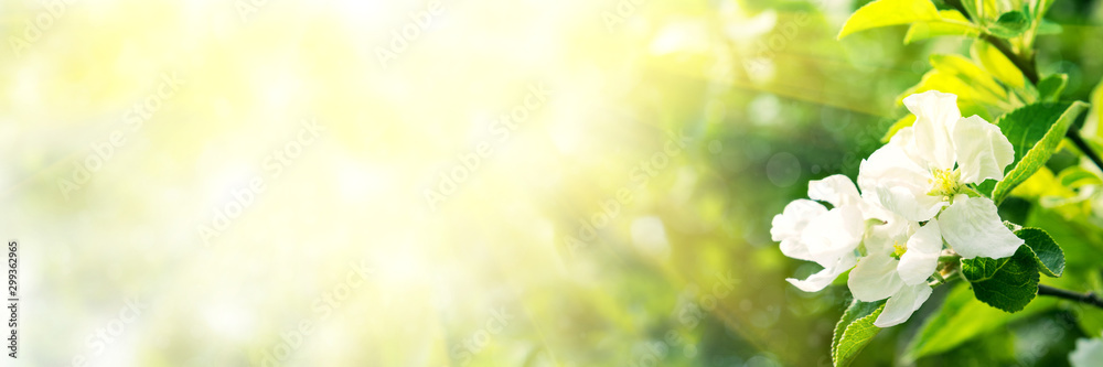Web banner 3:1. Border from apple tree blossom with sun lights. Spring background. Copy space - obrazy, fototapety, plakaty 