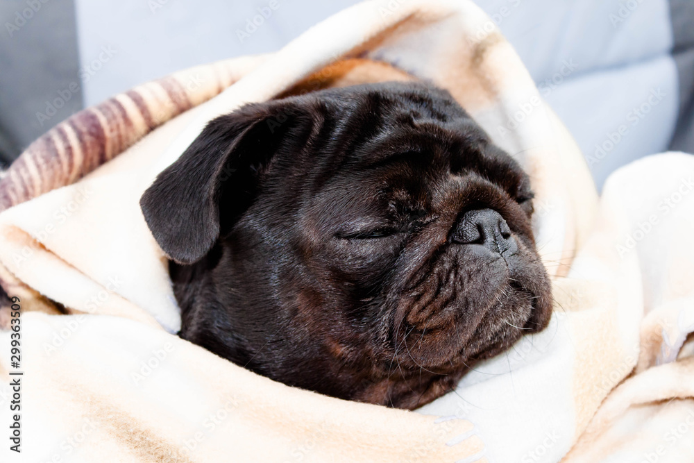 Cute beautiful black frozen pug wrapped in a warm blanket. Profile close-up view.
