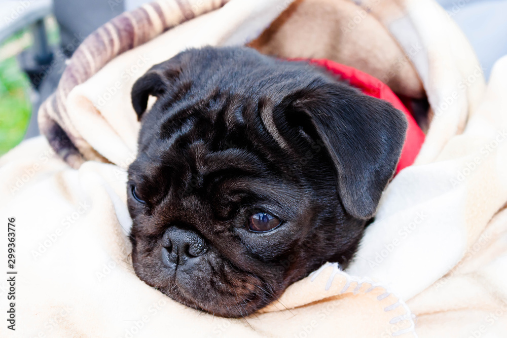 Cute beautiful black frozen pug wrapped in a warm blanket. Full-face close-up view. Cute beautiful black frozen pug wrapped in a warm blanket. Full-face close-up view.