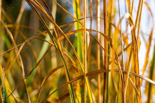 Schilf im Gegenlicht im Herbst an den Osterseen (Makro) photo