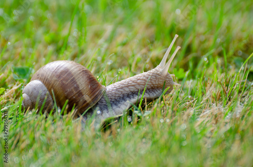 Snail sliding slowly in the garden - in a sunny summer morning