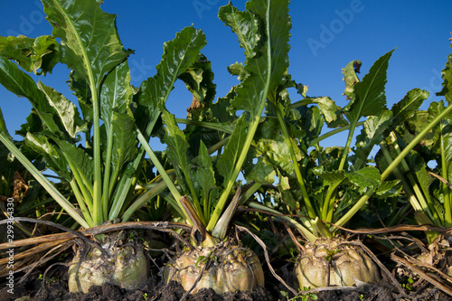 Close-up of Sugar beet, growing on a field under a blue sky