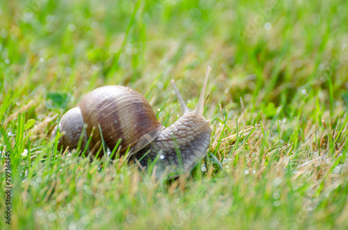 Snail sliding slowly in the garden - in a sunny summer morning