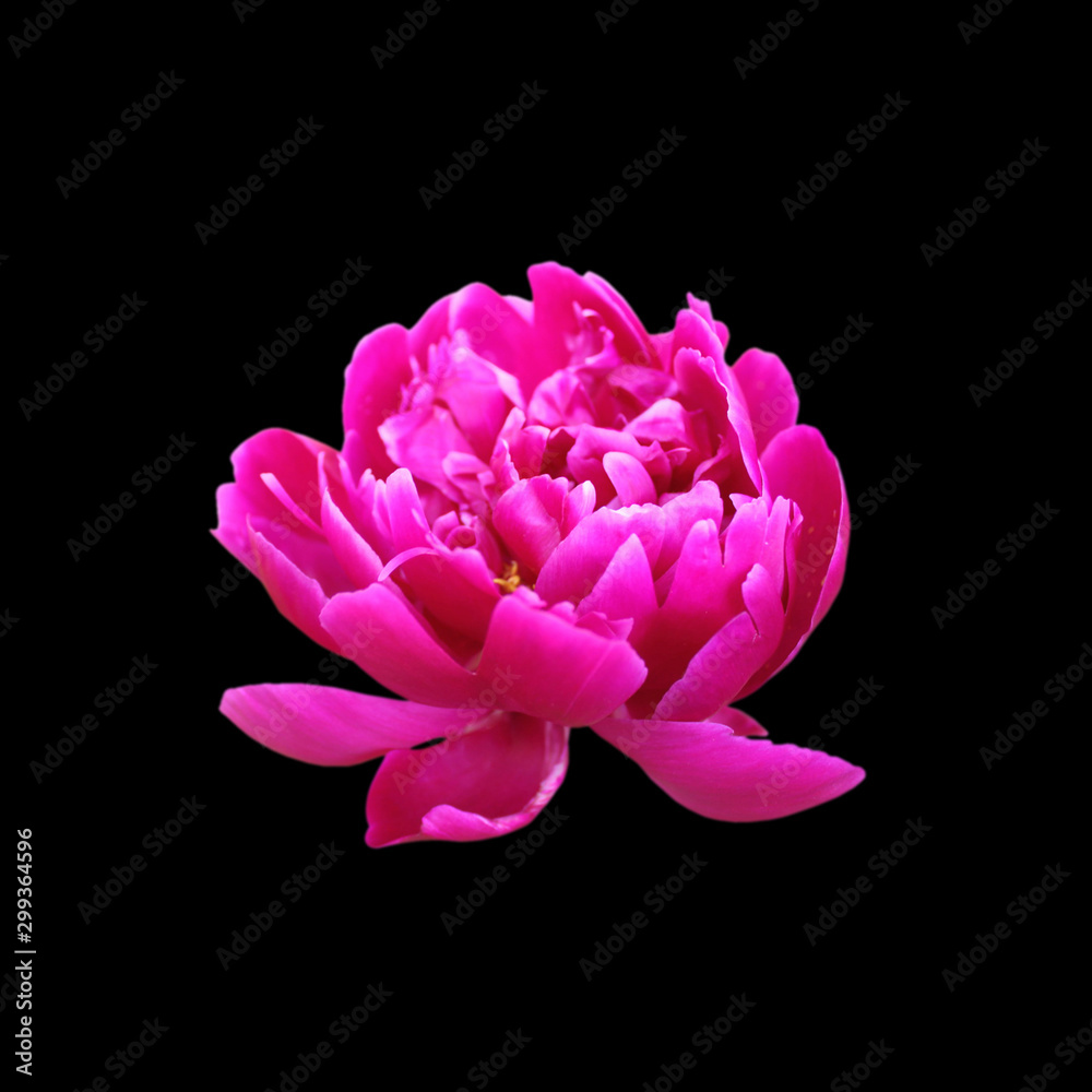 Beautiful pink peony isolated on a black background