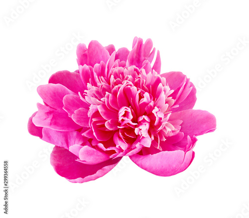 Fototapeta Naklejka Na Ścianę i Meble -  Beautiful pink peony isolated on a white background