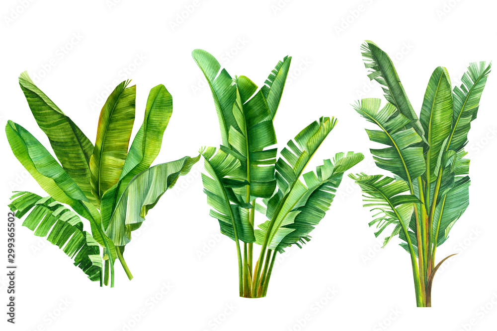 ungle botanical watercolor illustrations, tropical palm leaves, banana ...