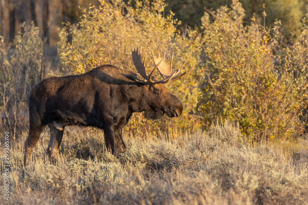 Bull Shiras Moose in Grand teton National Park Wyoming in Autumn Bull Shiras Moose in Grand teton National Park Wyoming in Autumn