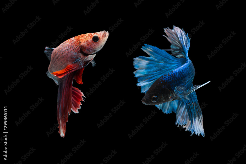 Fototapeta premium Fighting fish on black isolate background