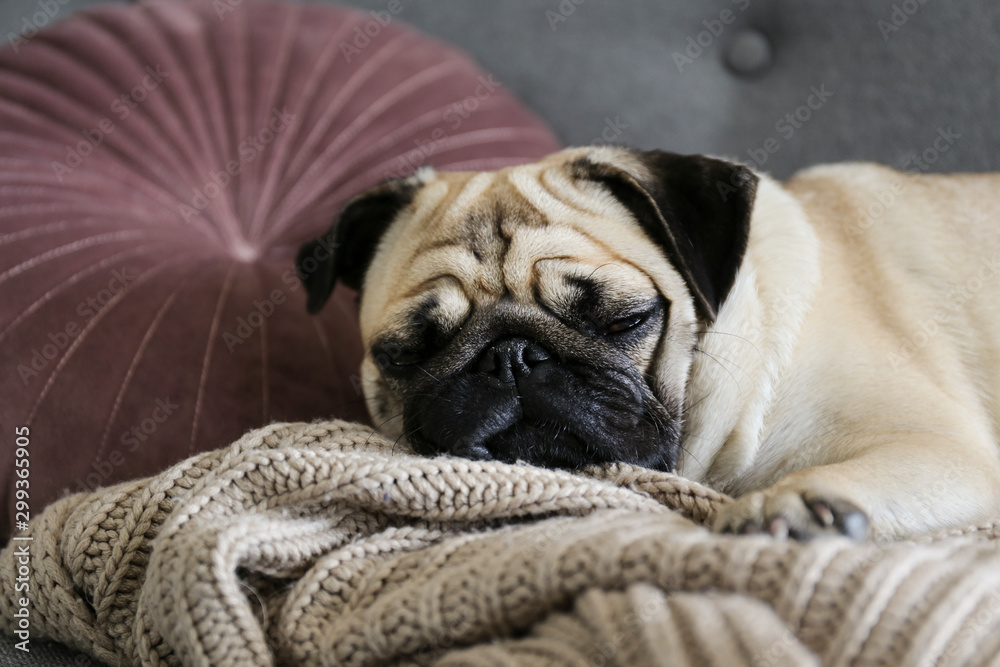 Funny dreamy pug with sad facial expression lying on the grey textile couch with blanket and cushion. Domestic pet at home. Purebred dog with wrinkled face. Close up, copy space, background.