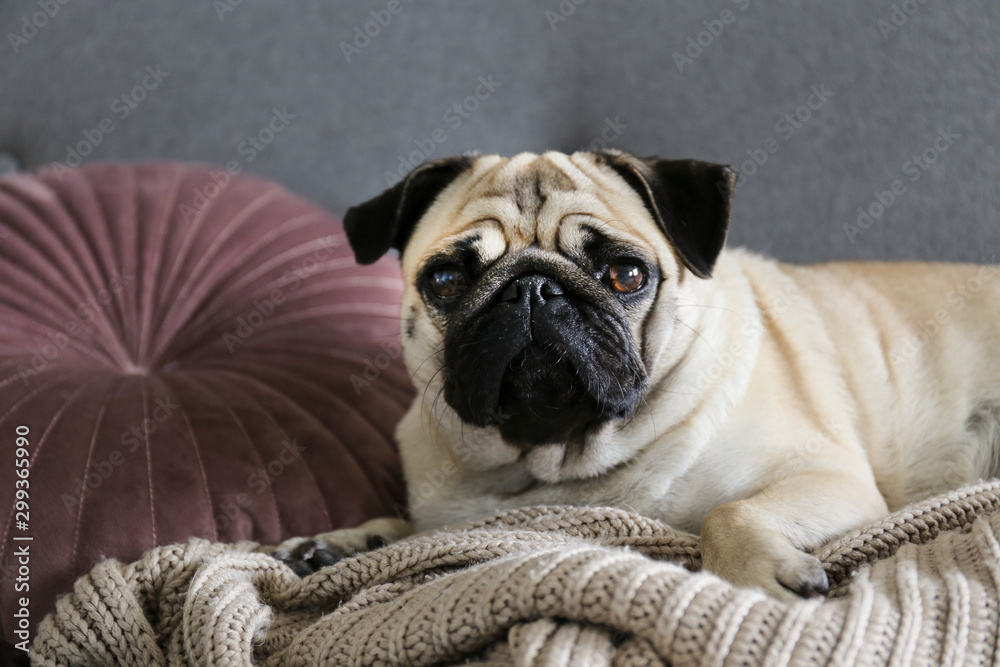 Funny dreamy pug with sad facial expression lying on the grey textile couch with blanket and cushion. Domestic pet at home. Purebred dog with wrinkled face. Close up, copy space, background. Funny dreamy pug with sad facial expression lying on the grey textile couch with blanket and cushion. Domestic pet at home. Purebred dog with wrinkled face. Close up, copy space, background.