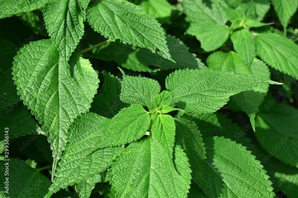 plant Basil leaf back ground plant Basil leaf back ground