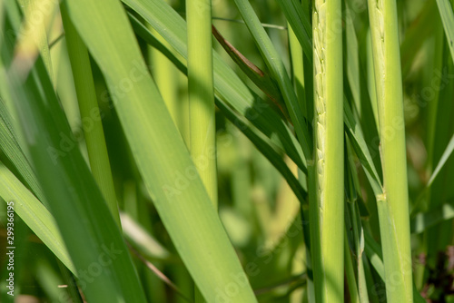 Image of close up of yellow green rice field.