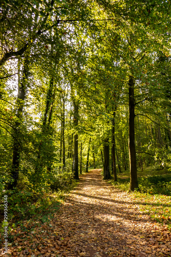 path in the autumn forest path in the autumn forest