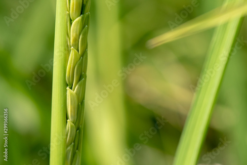 Fototapeta Naklejka Na Ścianę i Meble -  Image of close up of yellow green rice field.