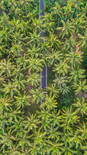 Palm trees from above.